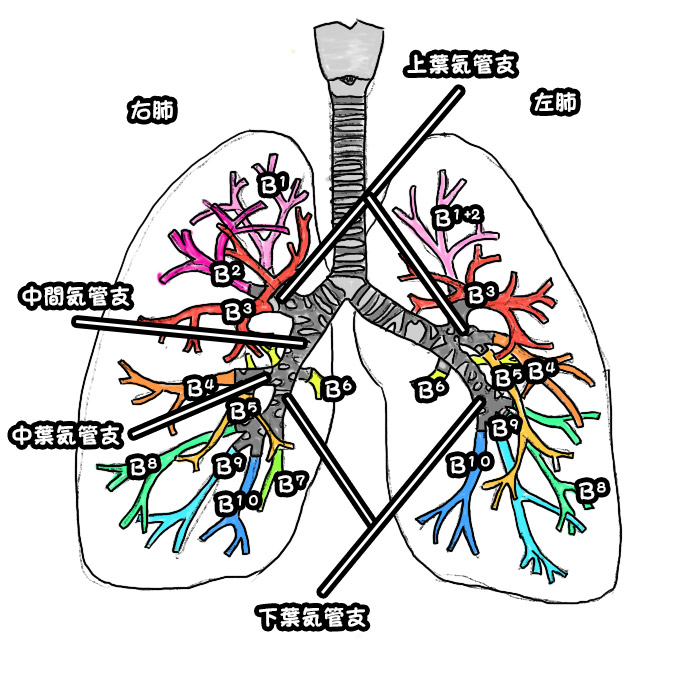 呼吸器の解剖生理 肺と肺血管 ほのぼのｃｅライフ